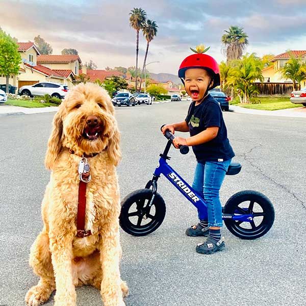 dog and Strider bike