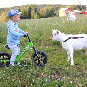 A child has a stair down with a goat on their Strider Bike